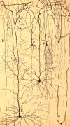 Ilustraci�n de Cajal