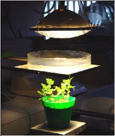 Planta guisante sometida a estr�s por iluminaci�n