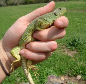 Lagarto ocelado
