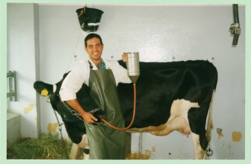 Tratando a una vaca mediante una sonda esofágica Tratando a una vaca mediante una sonda esofágica