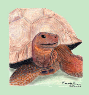 Harriet, la tortuga de Darwin